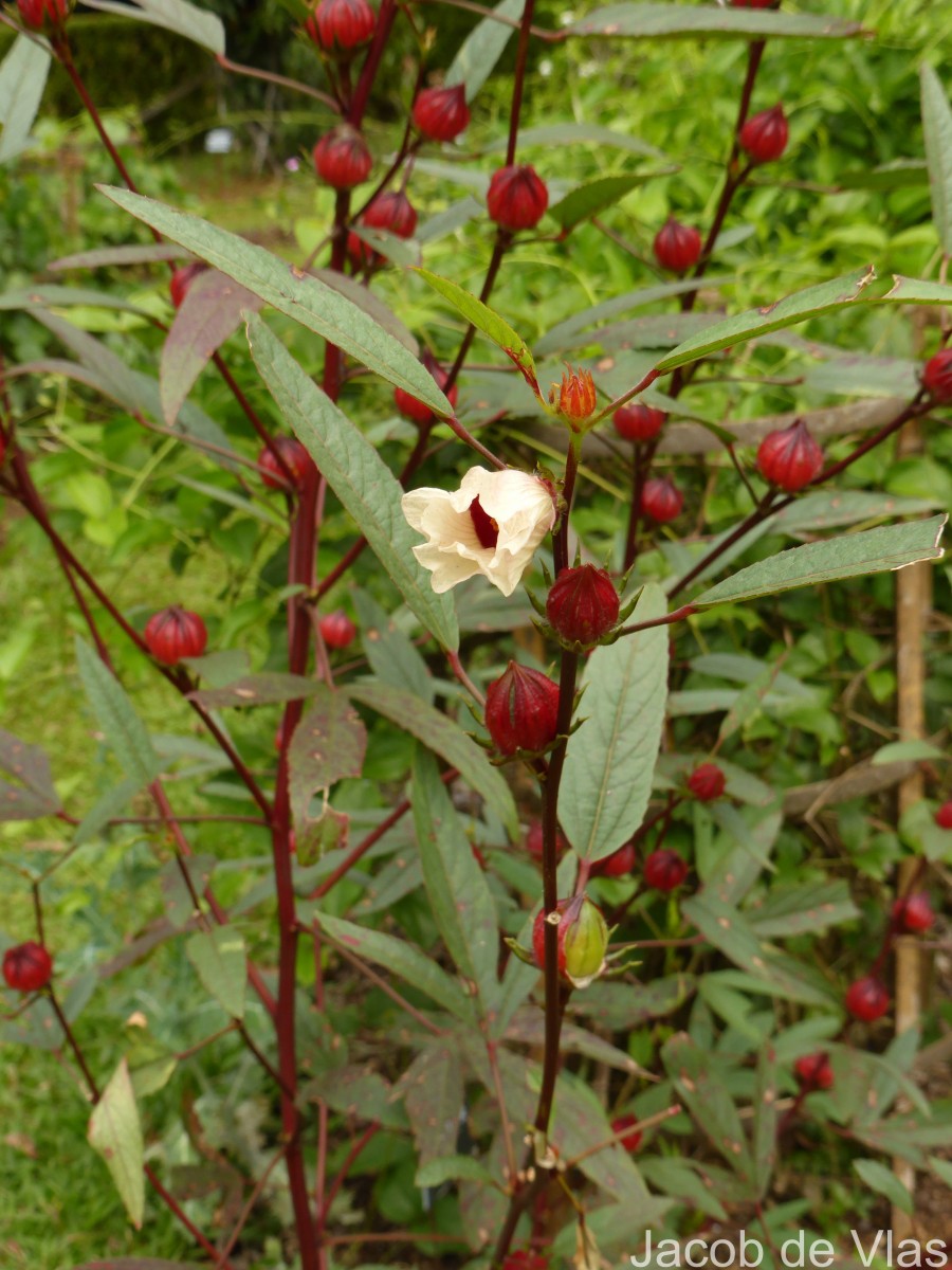 Hibiscus sabdariffa L.